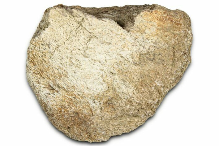 Dinosaur (Triceratops) Frill Shield Section - Montana #366653